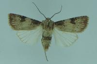 Agrotis puta