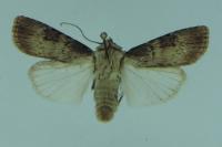 Agrotis puta