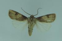 Agrotis puta