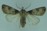 Agrotis puta