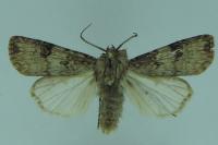 Agrotis puta
