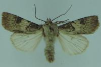 Agrotis puta