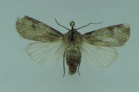 Agrotis puta