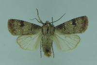 Agrotis puta