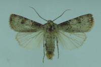 Agrotis puta