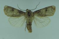 Agrotis puta