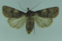 Agrotis puta