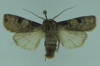 Agrotis puta