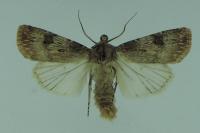 Agrotis puta