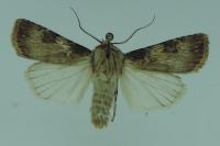 Agrotis puta