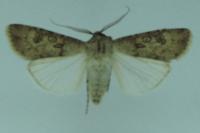 Agrotis segetum