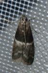 Elegia similella