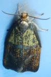 Ptycholoma lecheana