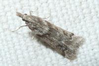 Eudonia angustea