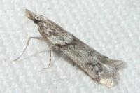 Eudonia angustea