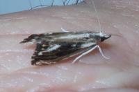 Catoptria verellus