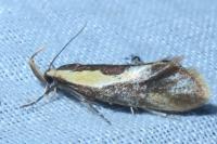 Harpella forficella