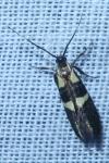 Dasycera oliviella