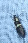 Dasycera oliviella