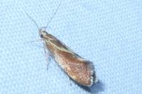 Metalampra italica