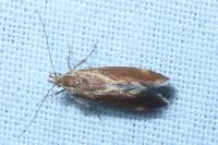 Metalampra italica