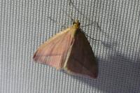 Rhodometra sacraria