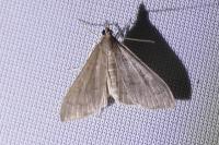 Mecyna asinalis