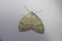 Epirrita