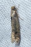 Niditinea fuscella