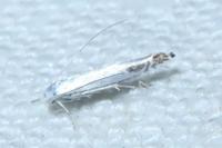 Lyonetia clerkella