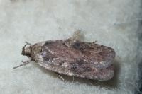 Agonopterix ciliella/heracliana