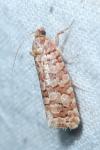 Lozotaeniodes formosana
