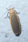 Katha depressa