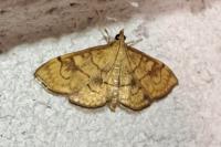 Anania verbascalis