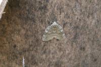 Epirrita