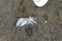 Diloba caeruleocephala