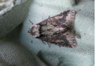 Allophyes oxyacanthae