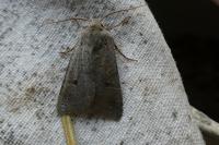 Leptologia lota