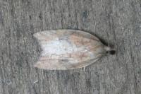 Acleris rhombana