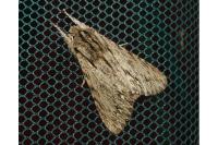 Asteroscopus sphinx