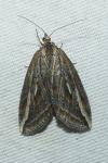 Chesias legatella