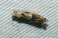 Crocidosema plebejana