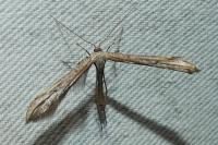 Emmelina argoteles/monodactyla