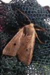 Leptologia lota