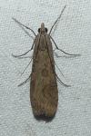 Nomophila noctuella