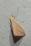 Rhodometra sacraria