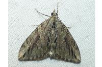 Thera cupressata