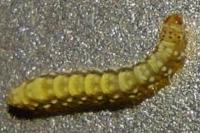 Bucculatrix