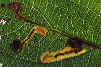 Stigmella incognitella