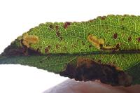 Stigmella incognitella